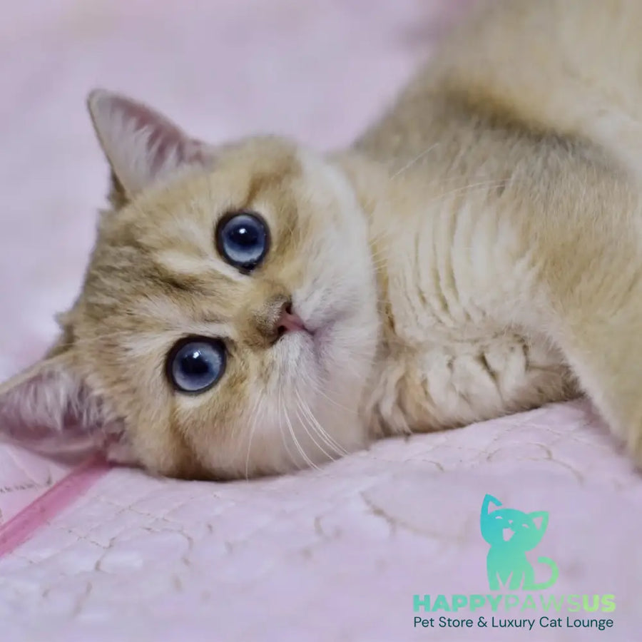 Infinity British Shorthair female black golden shaded - live animals
