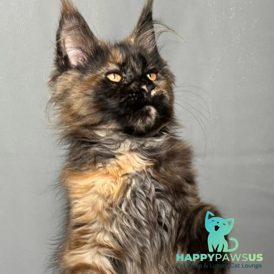 Infinity Maine Coon female black tortie - live animals