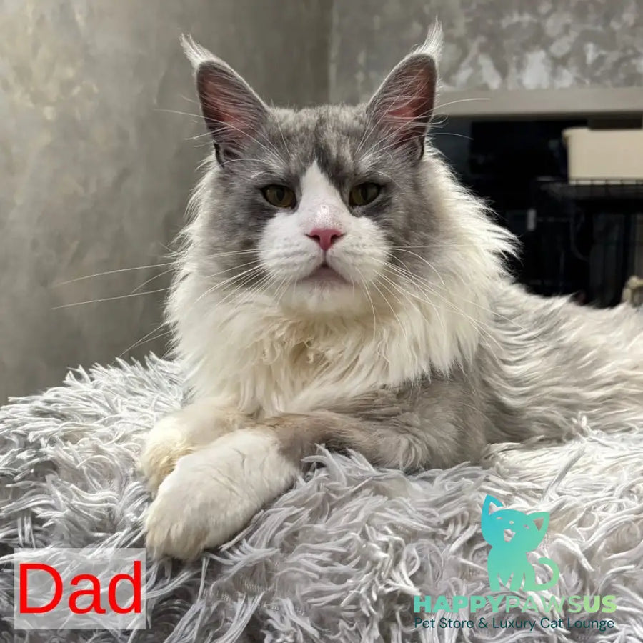 Infinity Maine Coon female black tortie - live animals