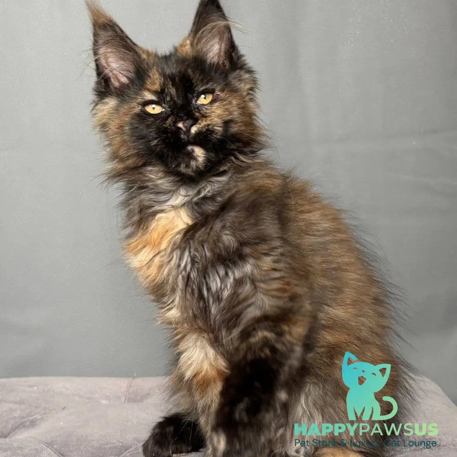 Infinity Maine Coon female black tortie - live animals
