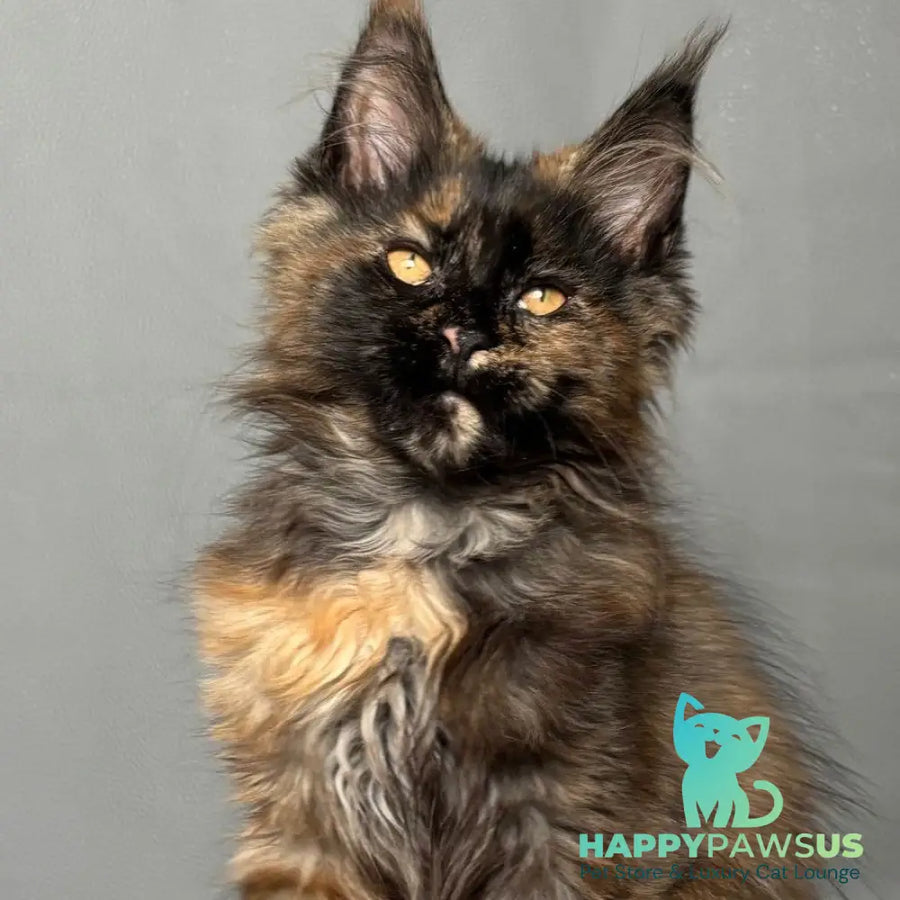 Infinity Maine Coon female black tortie - live animals
