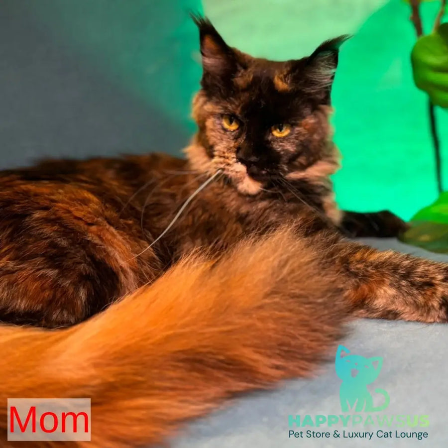 Infinity Maine Coon female black tortie - live animals
