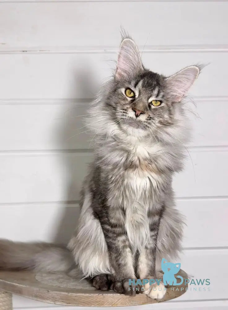 Infinity Maine Coon female black tortie silver ticked tabby live animals