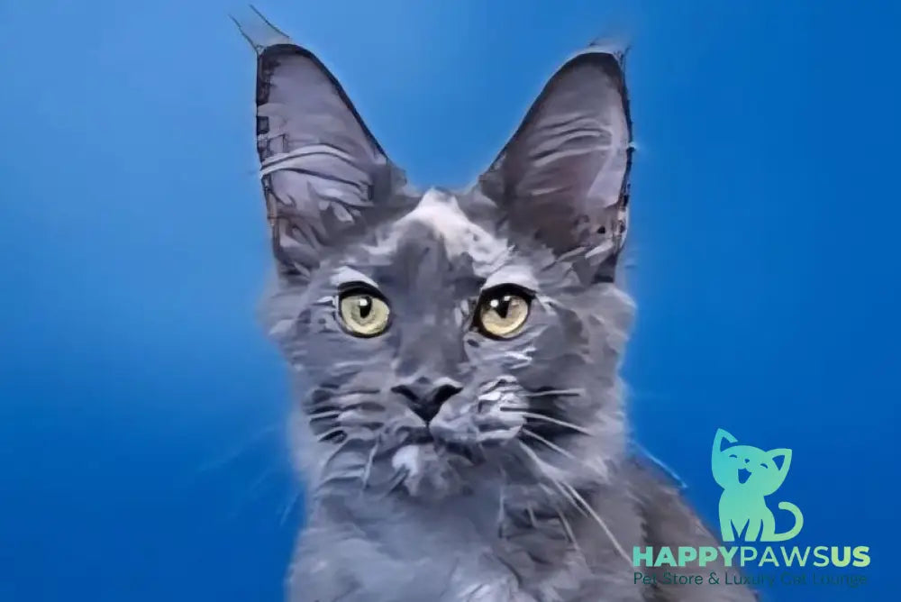 Infinity Maine Coon female blue tortie silver live animals