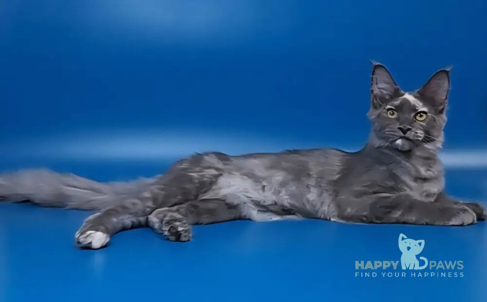 Infinity Maine Coon female blue tortie silver live animals