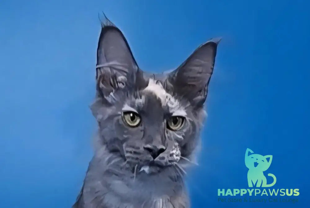 Infinity Maine Coon female blue tortie silver live animals