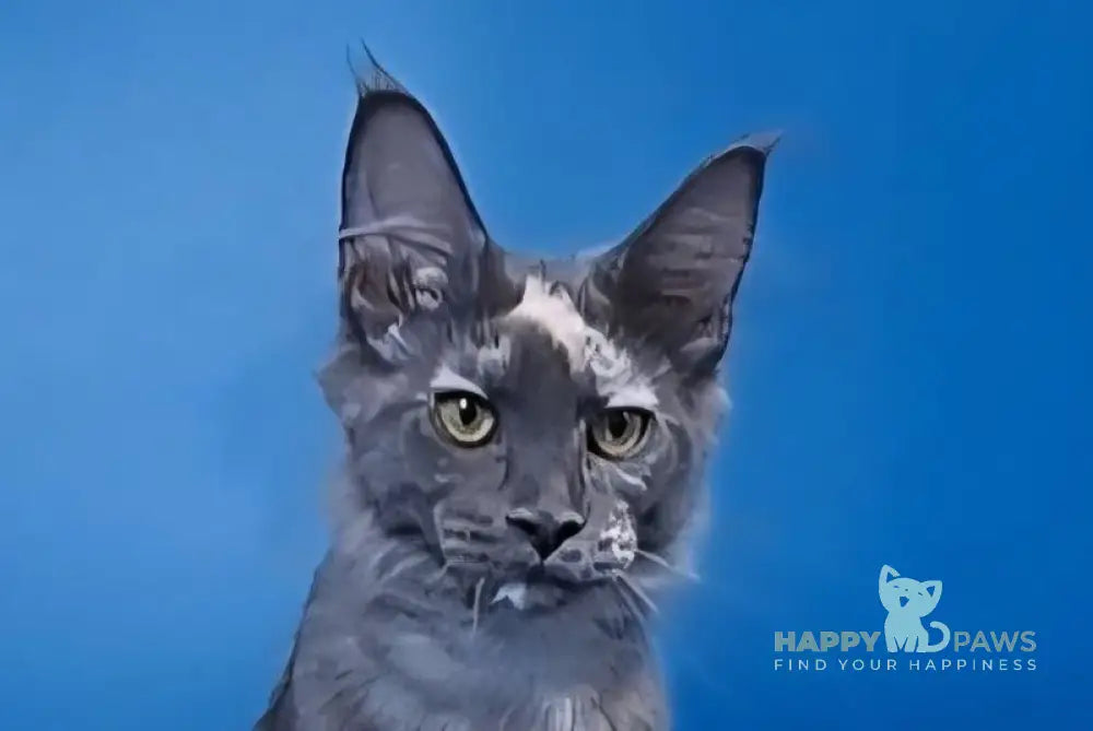 Infinity Maine Coon female blue tortie silver live animals