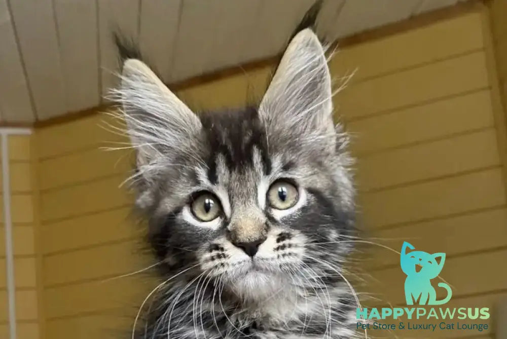 Infinity Maine Coon male black tabby - live animals