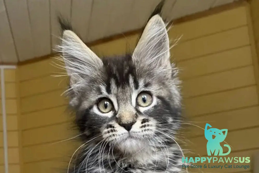 Infinity Maine Coon male black tabby - live animals