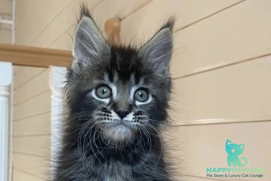 Infinity Maine Coon male black tabby live animals