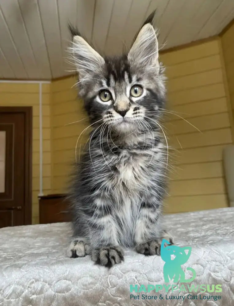 Infinity Maine Coon male black tabby - live animals