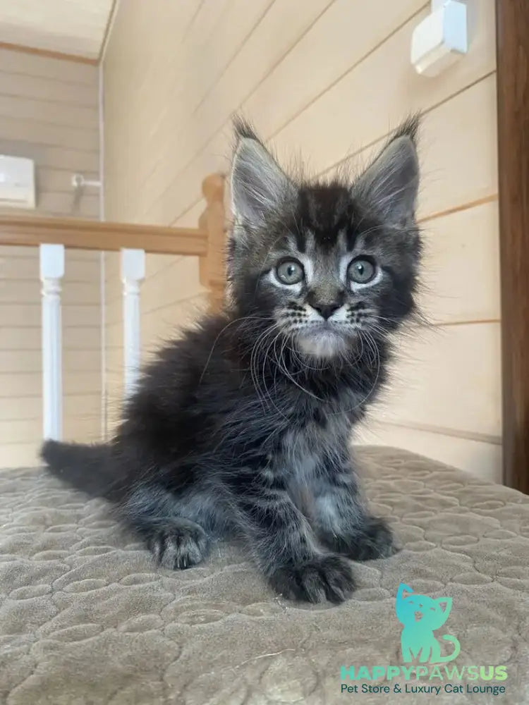 Infinity Maine Coon male black tabby live animals