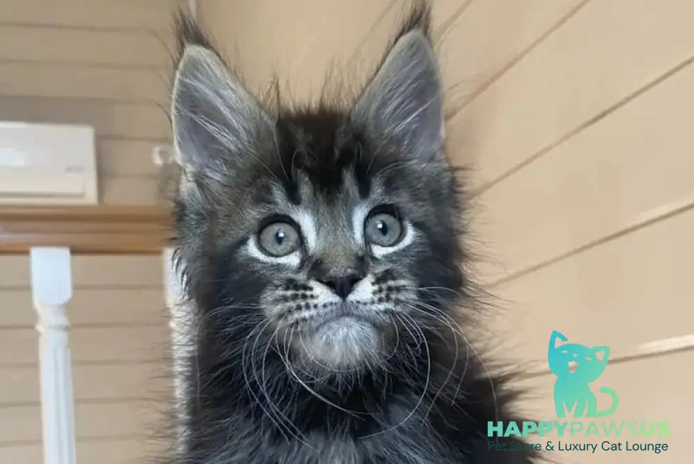 Infinity Maine Coon male black tabby live animals
