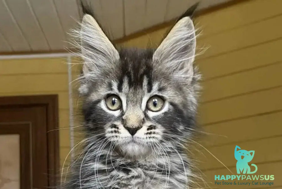 Infinity Maine Coon male black tabby - live animals