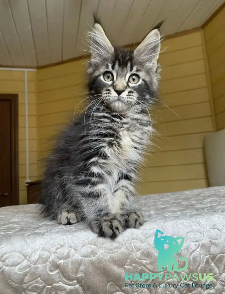 Infinity Maine Coon male black tabby - live animals