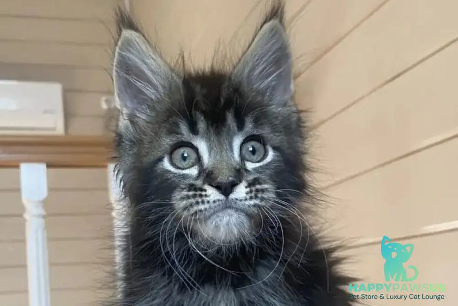 Infinity Maine Coon male black tabby live animals