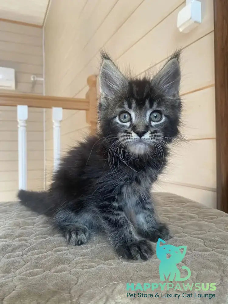 Infinity Maine Coon male black tabby live animals