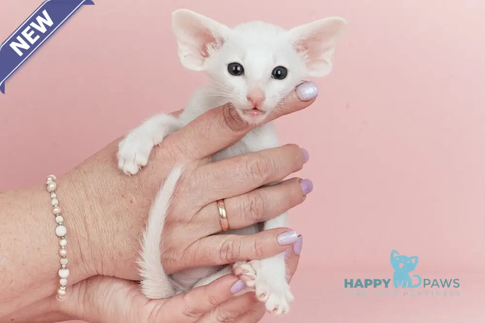 Infinity Oriental Shorthair female white live animals