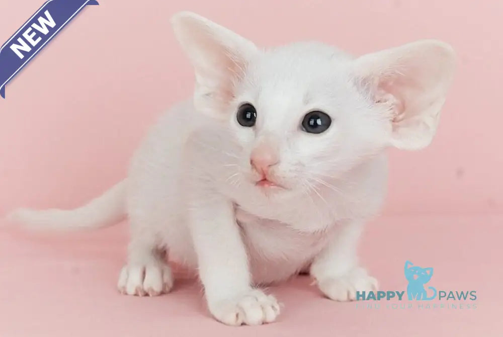 Infinity Oriental Shorthair female white live animals