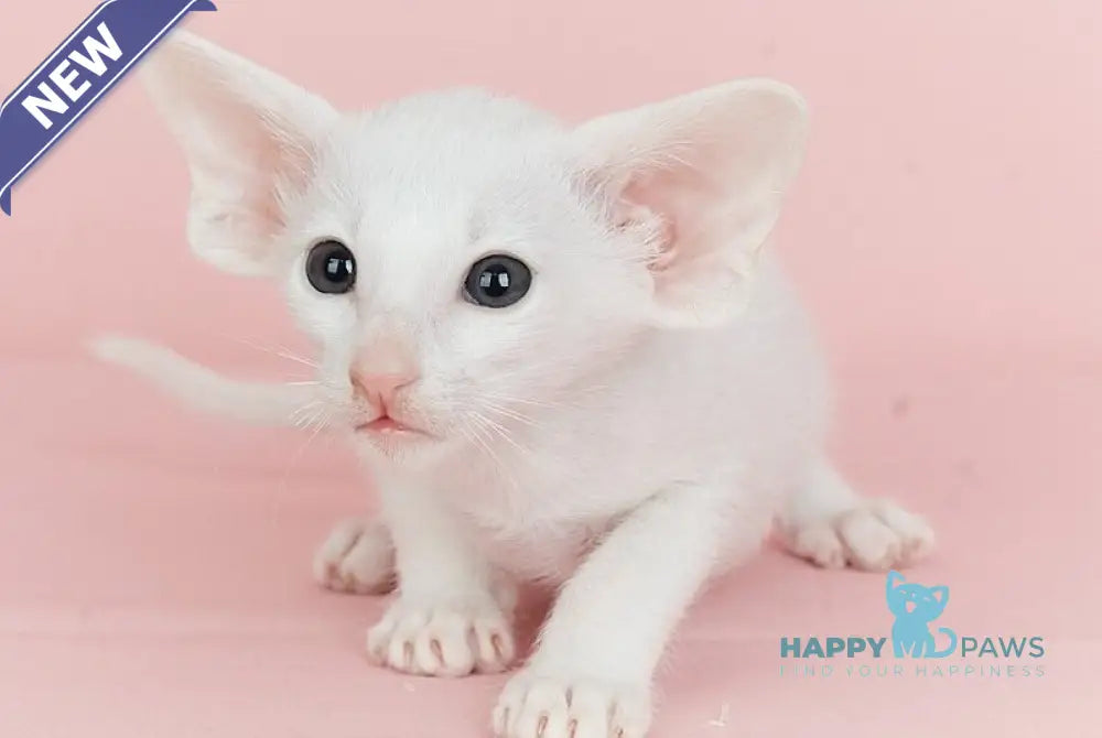 Infinity Oriental Shorthair female white live animals