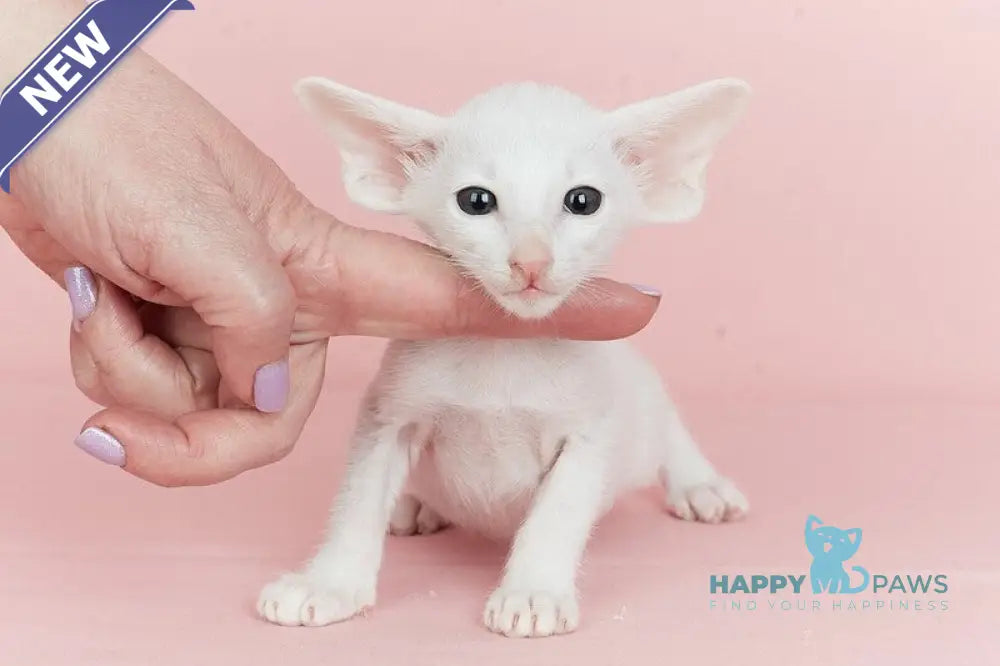 Infinity Oriental Shorthair female white live animals