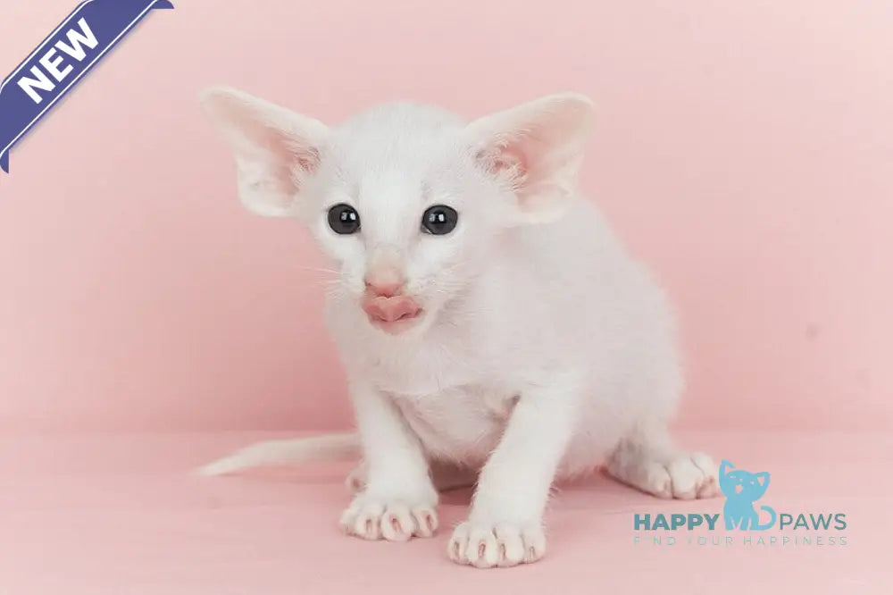 Infinity Oriental Shorthair female white live animals