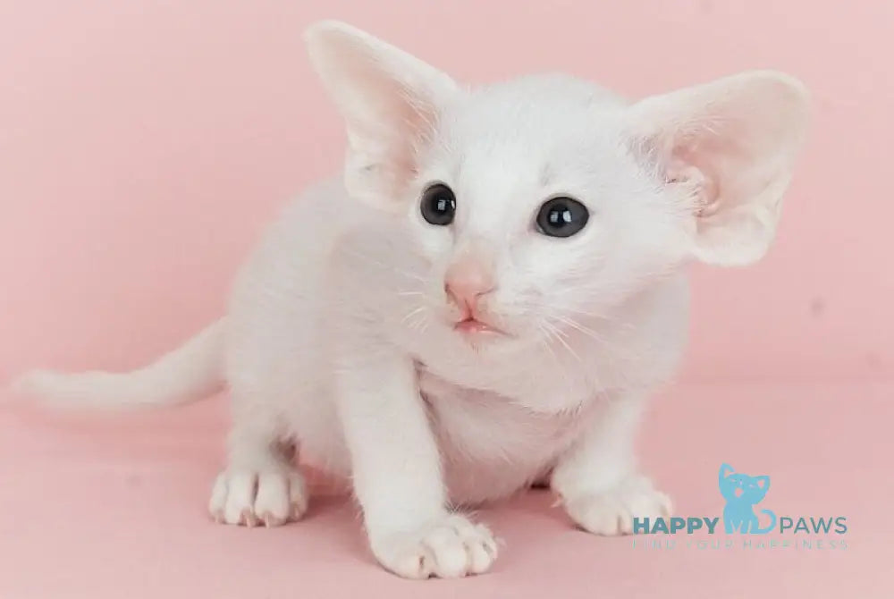 Infinity Oriental Shorthair female white live animals