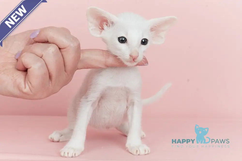 Infinity Oriental Shorthair female white live animals