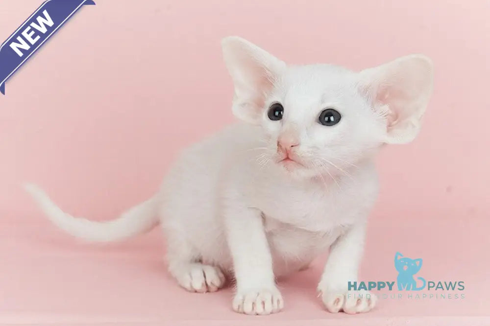Infinity Oriental Shorthair female white live animals