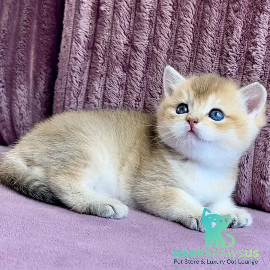 Infinity Star British Shorthair female black golden shaded - live animals