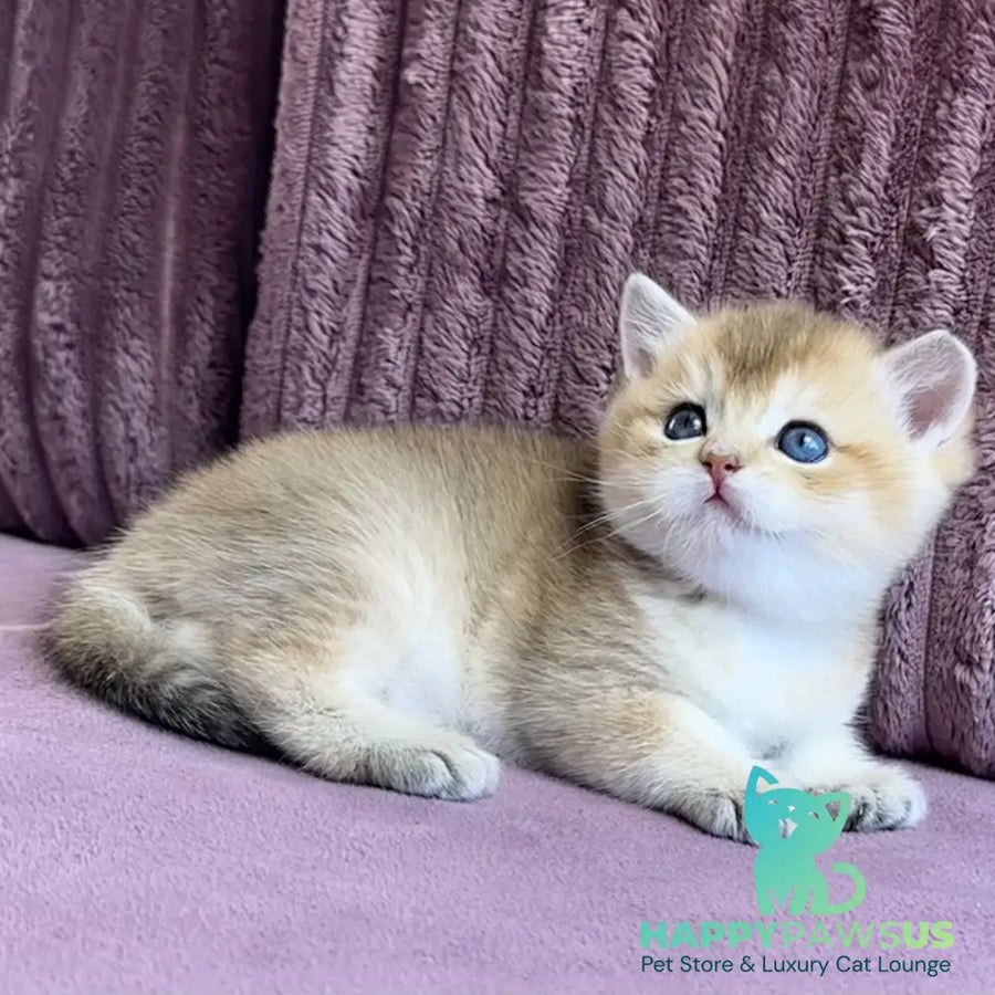Infinity Star British Shorthair female black golden shaded - live animals