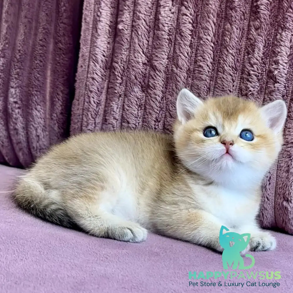 Infinity Star British Shorthair female black golden shaded - live animals