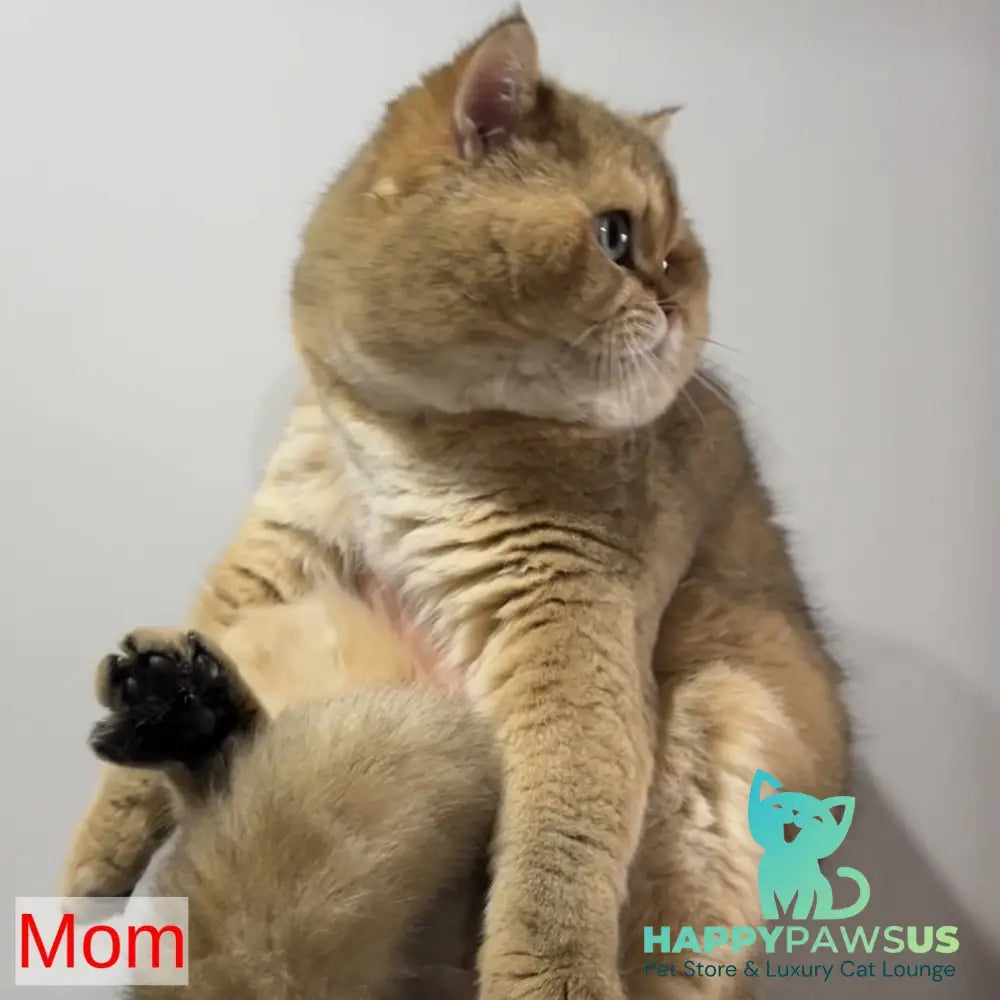 Infinity Star British Shorthair female black golden shaded - live animals