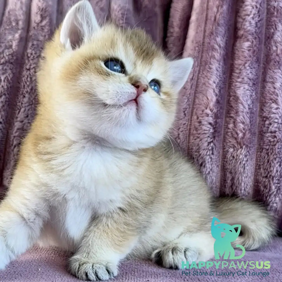 Infinity Star British Shorthair female black golden shaded - live animals