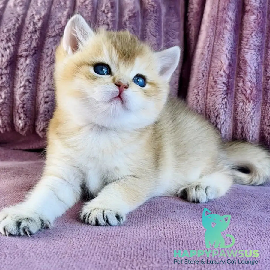 Infinity Star British Shorthair female black golden shaded - live animals