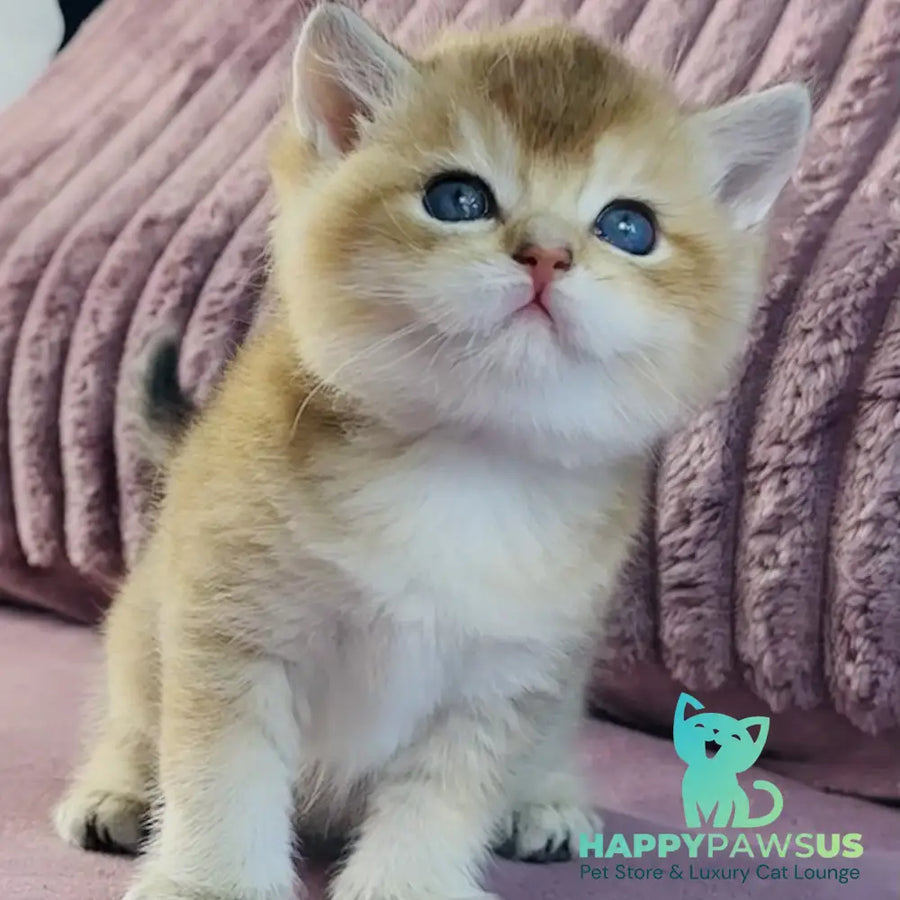 Infinity Star British Shorthair female black golden shaded - live animals