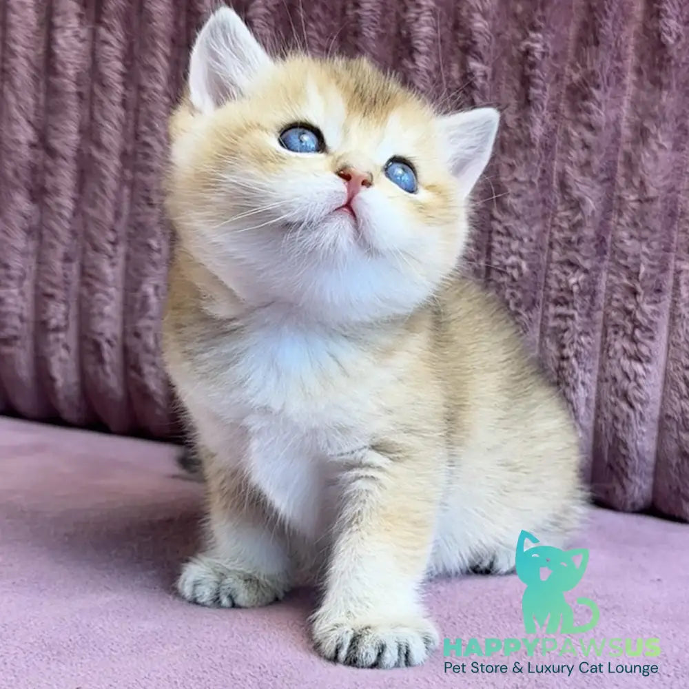 Infinity Star British Shorthair female black golden shaded - live animals