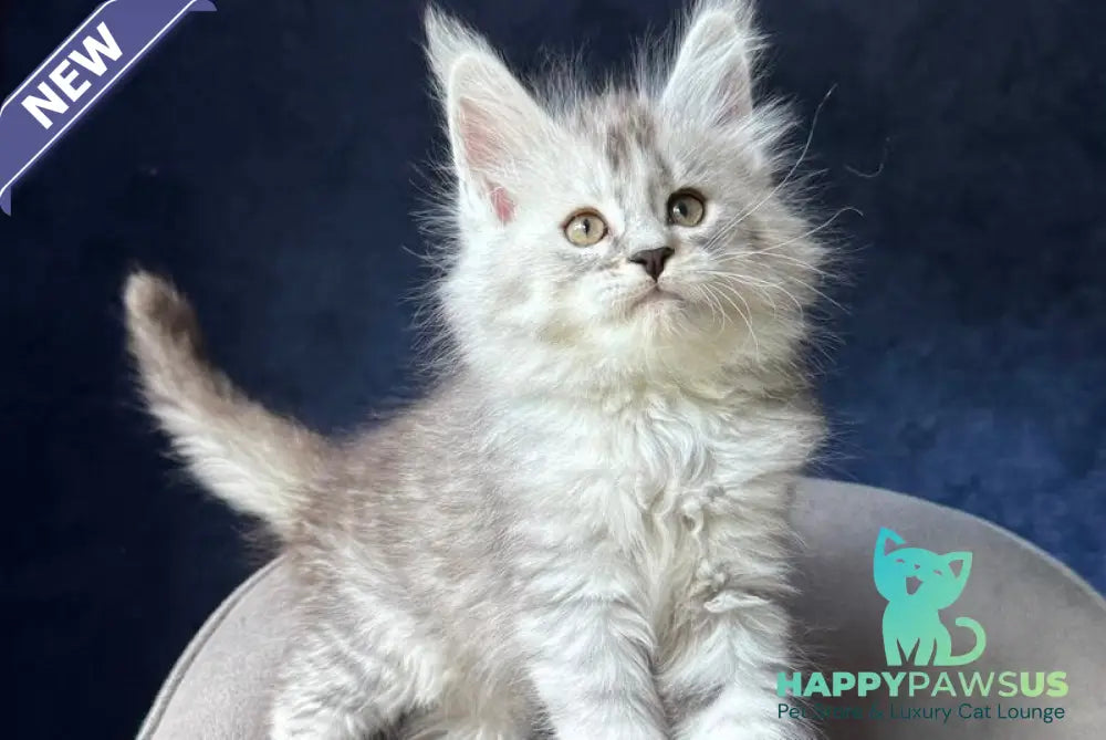 Ingold Maine Coon male black silver spotted tabby - live animals