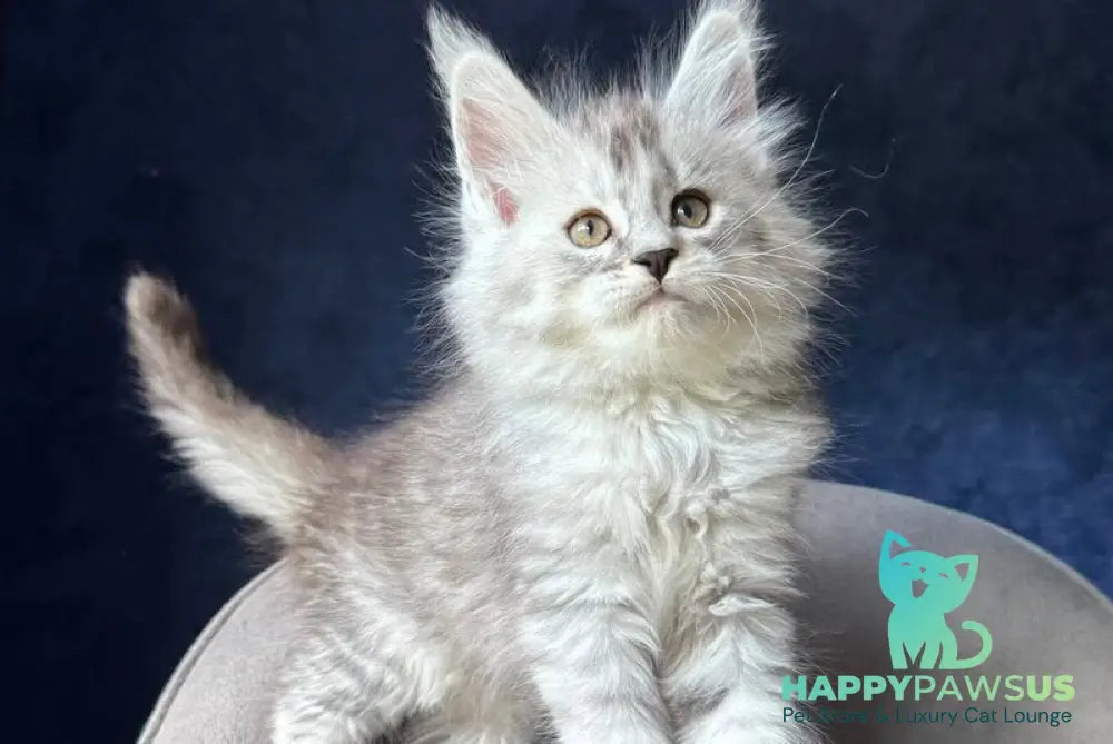 Ingold Maine Coon male black silver spotted tabby - live animals