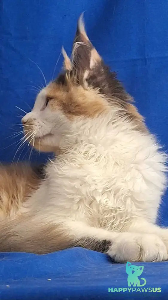 Ingrid Maine Coon female black tortie silver tabby bicolour - live animals