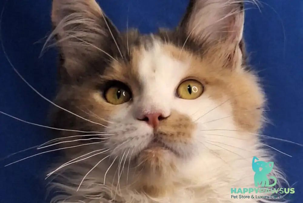 Ingrid Maine Coon female black tortie silver tabby bicolour - live animals