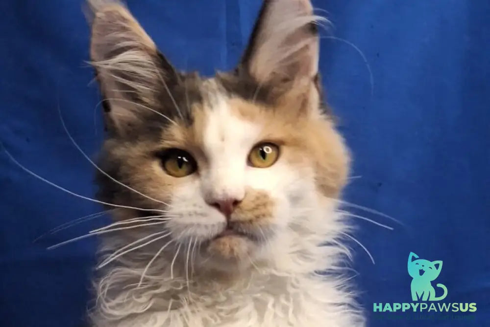 Ingrid Maine Coon female black tortie silver tabby bicolour - live animals