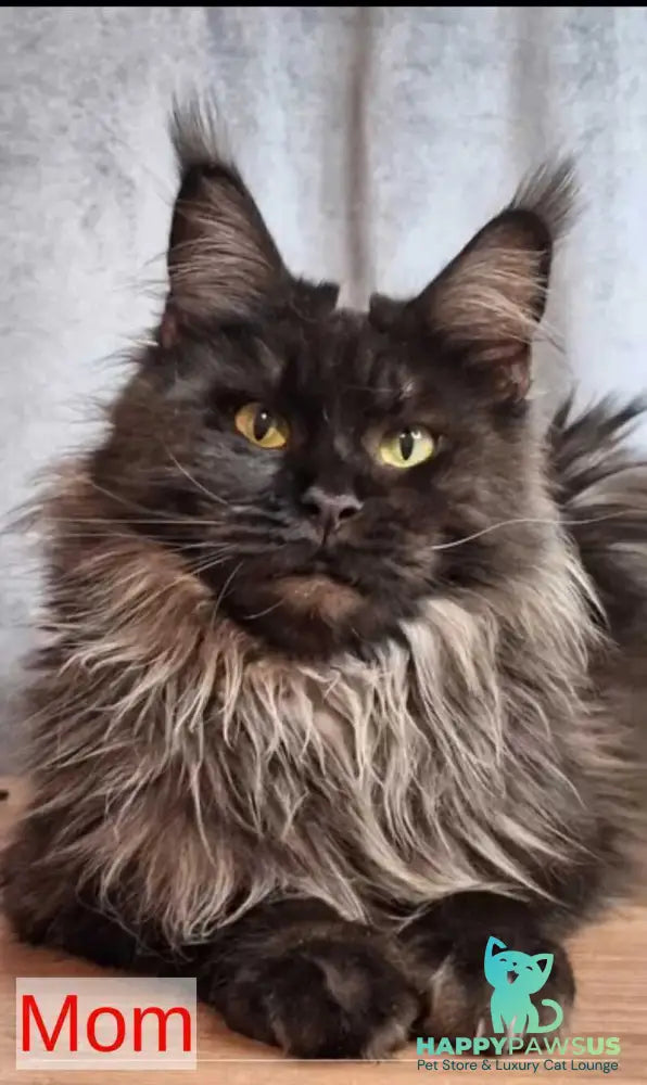 Ingrid Maine Coon female black tortie silver tabby bicolour - live animals