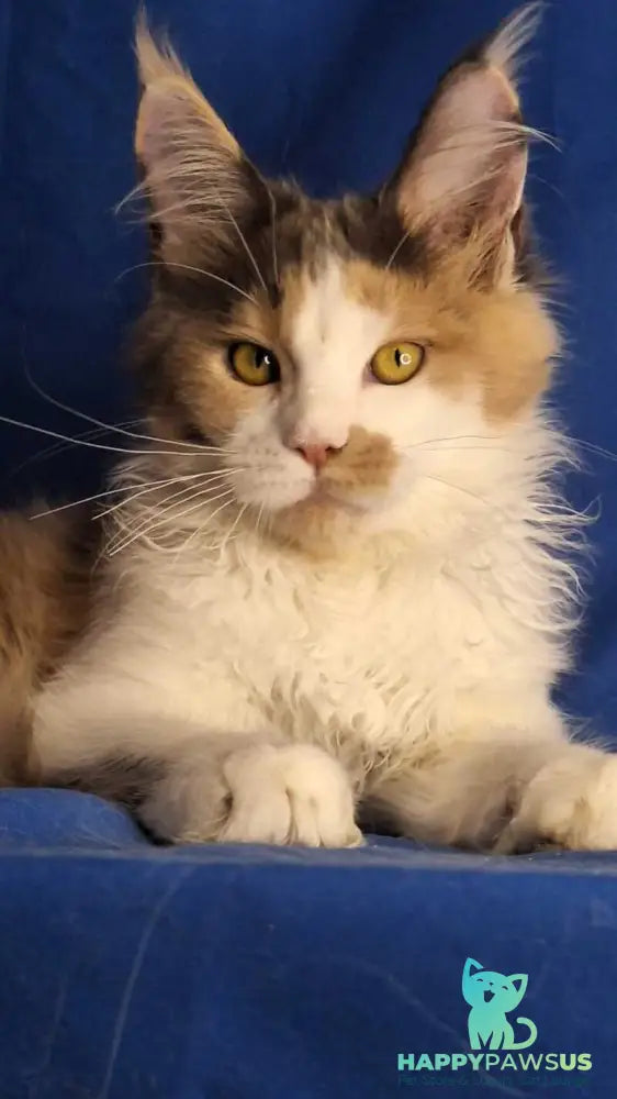 Ingrid Maine Coon female black tortie silver tabby bicolour - live animals