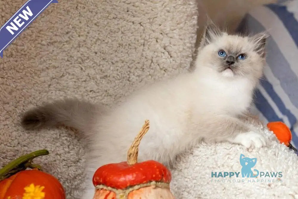 Ink Ragdoll male blue mitted live animals
