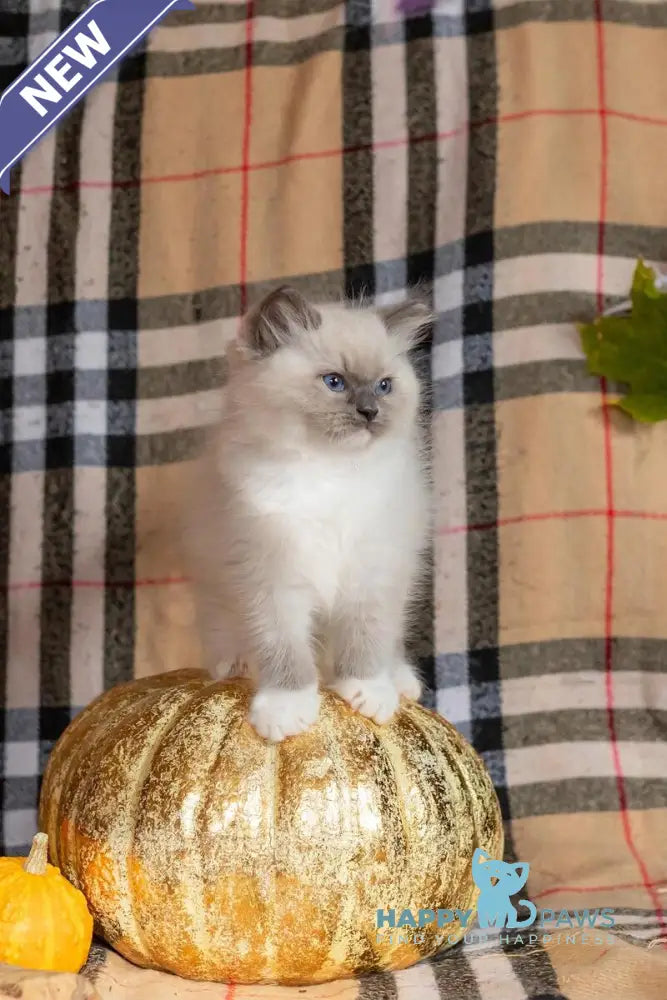 Ink Ragdoll male blue mitted live animals