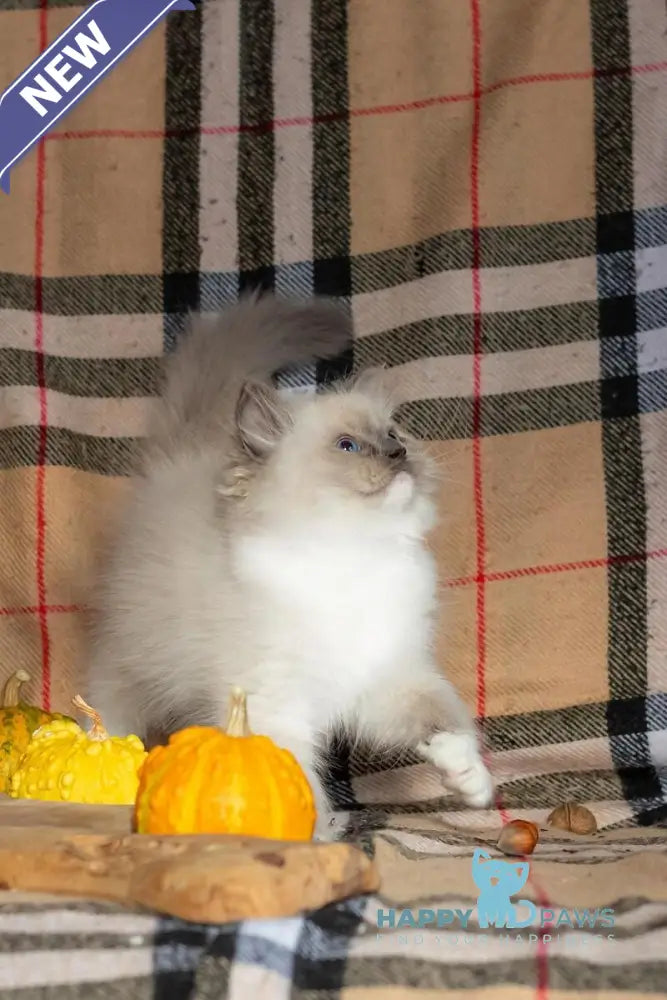 Ink Ragdoll male blue mitted live animals