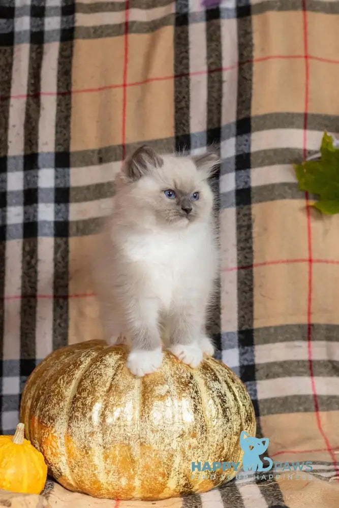 Ink Ragdoll male blue mitted live animals