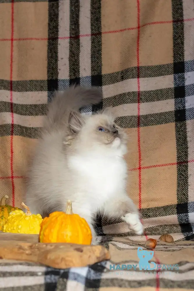 Ink Ragdoll male blue mitted live animals