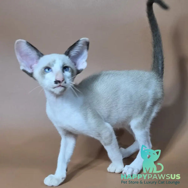 Ink Siamese male black bicolour - live animals